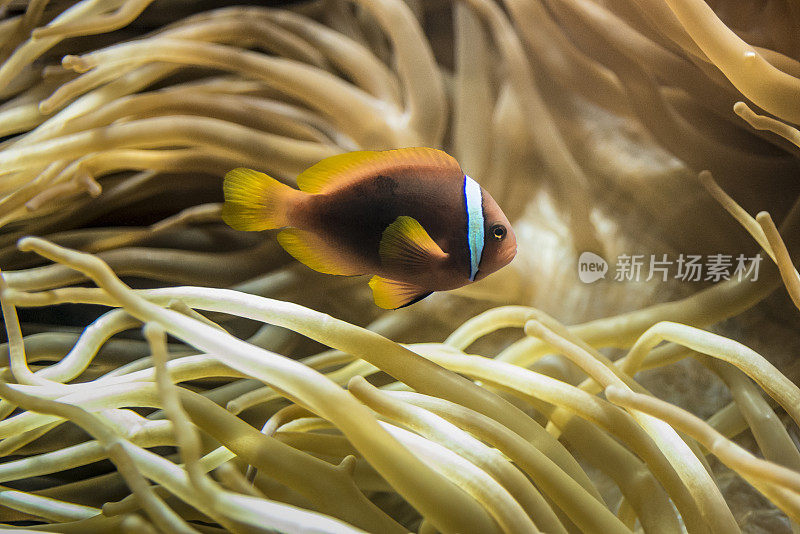 番茄小丑鱼 - Amphiprion frenatus